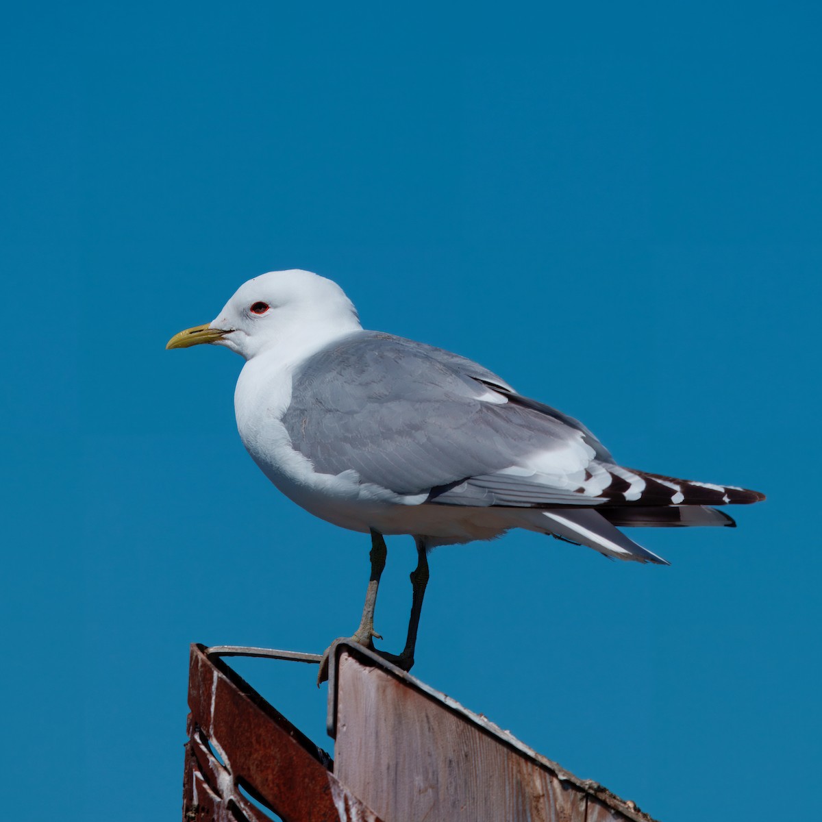 Short-billed Gull - ML624002500