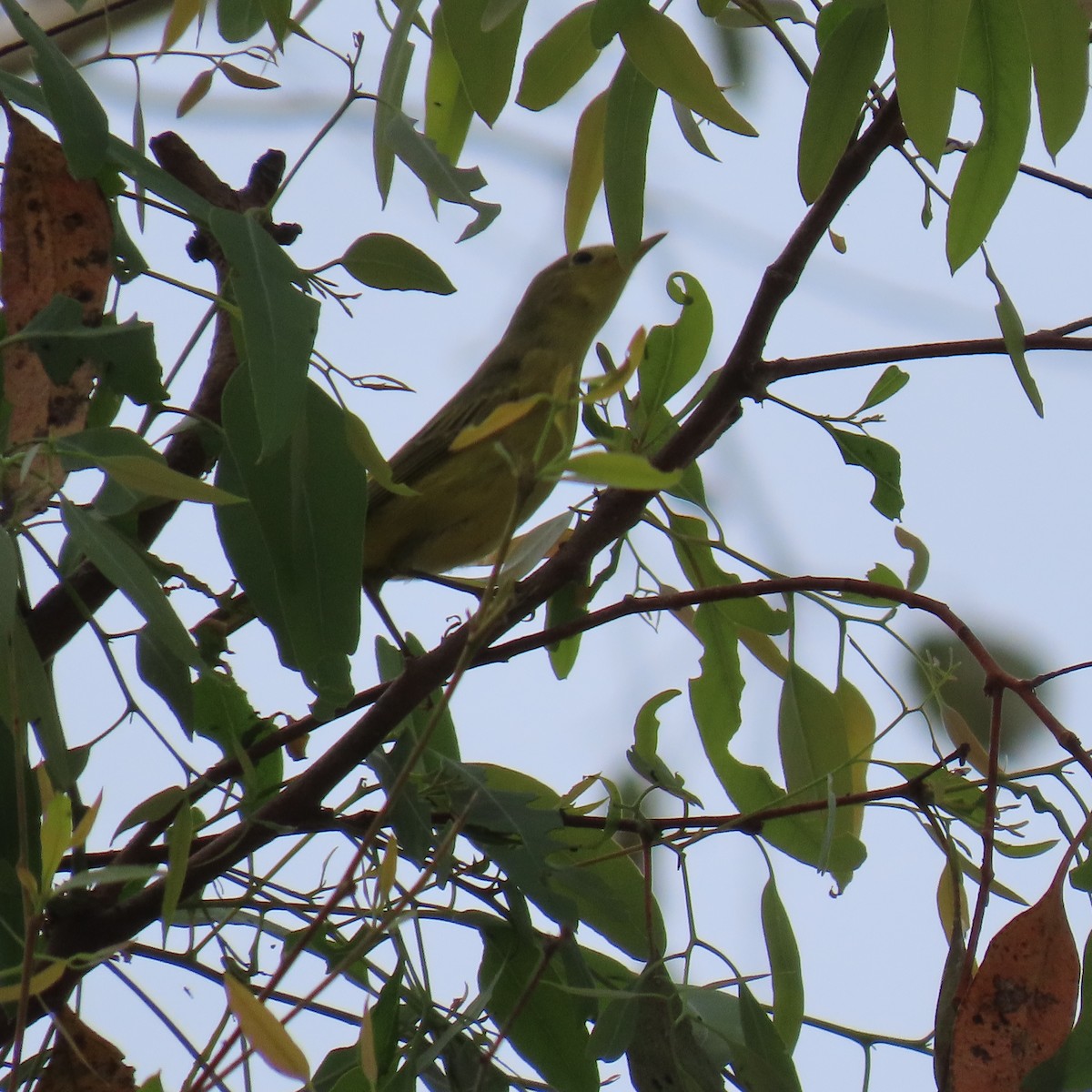 Yellow Warbler - ML624002502