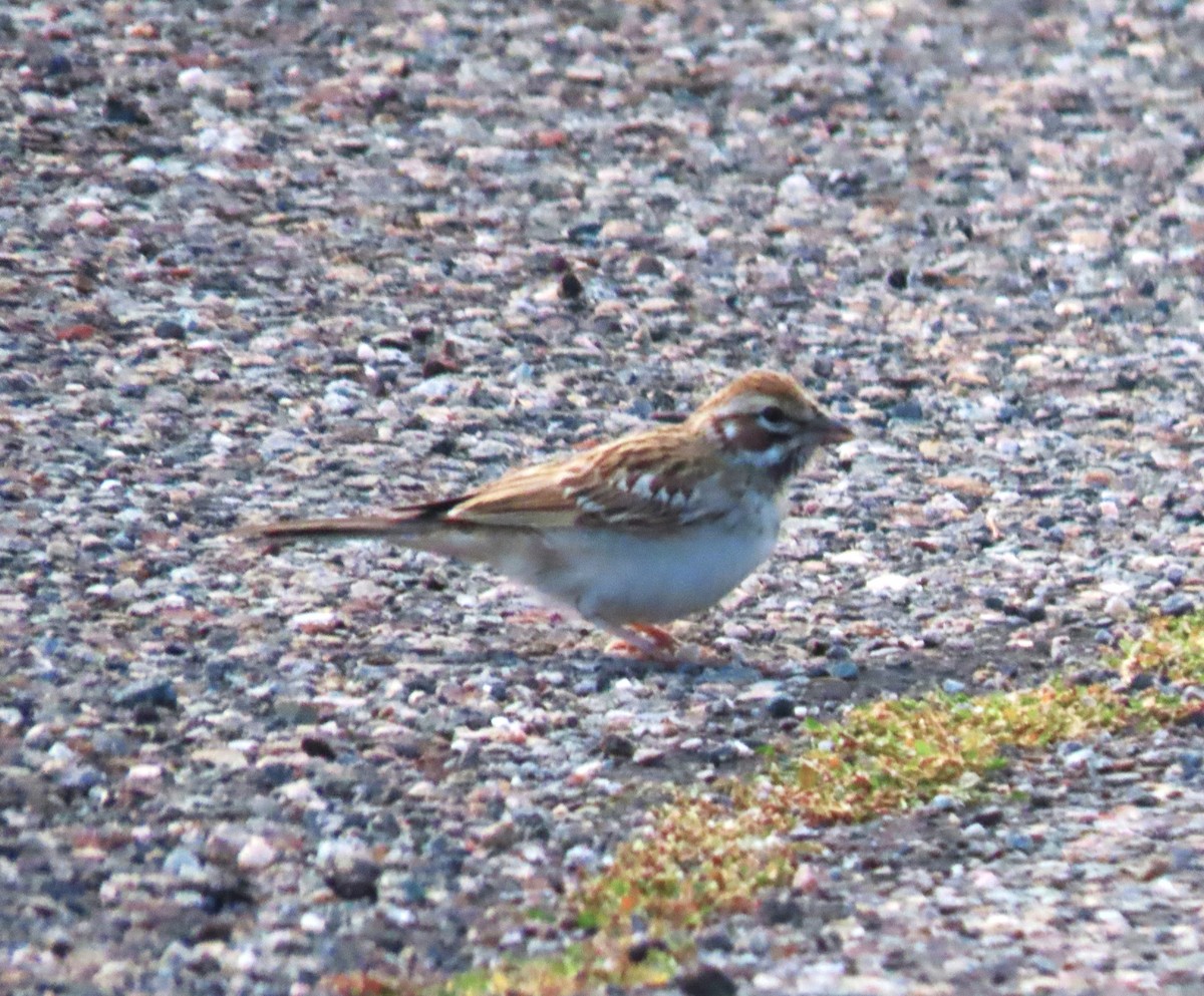 Lark Sparrow - ML624002506