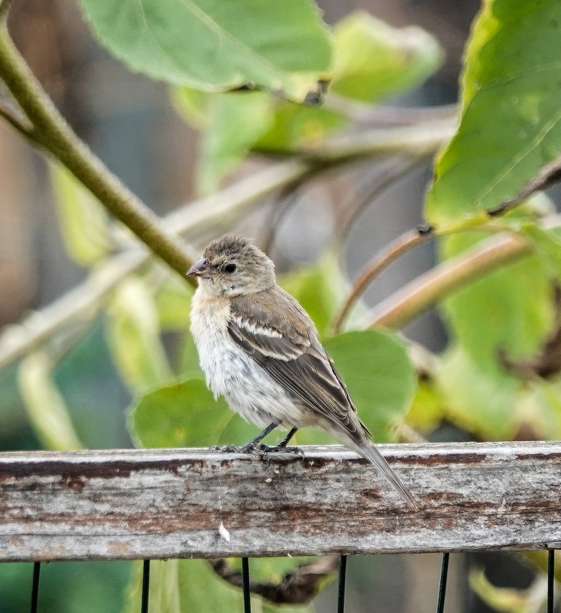 Lazuli Bunting - ML624002510