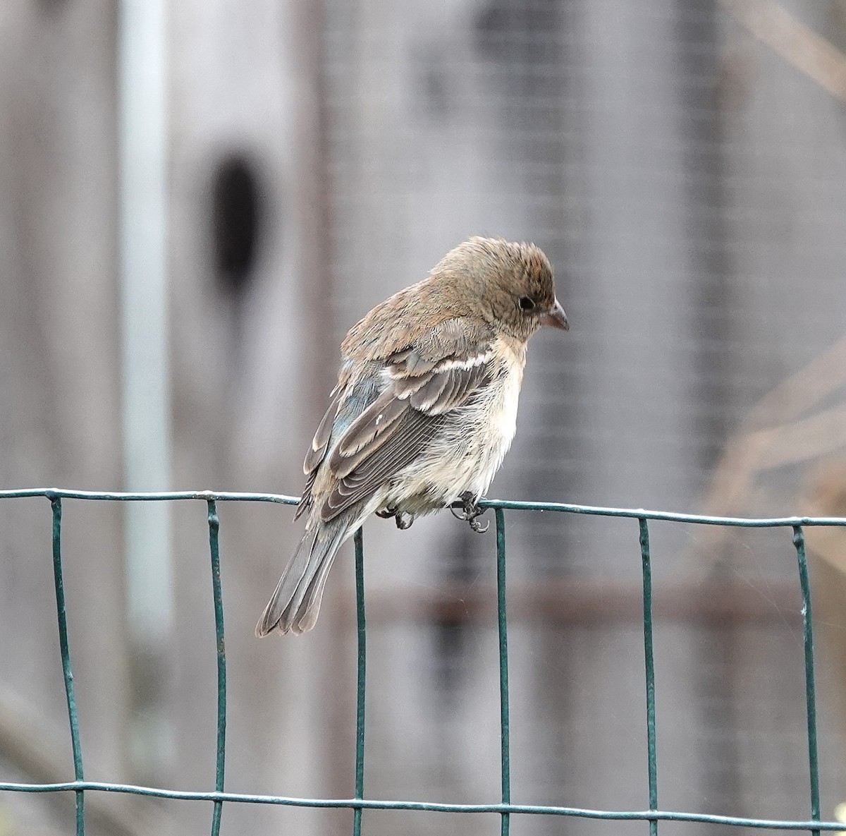 Lazuli Bunting - ML624002512