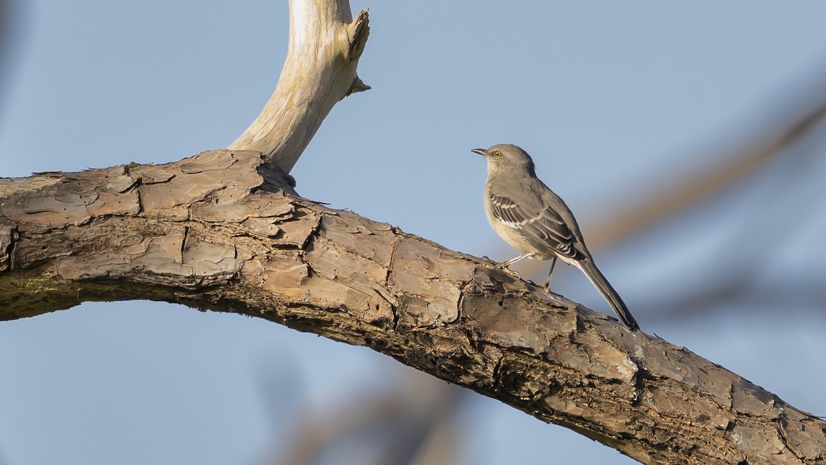 Northern Mockingbird - ML624002525