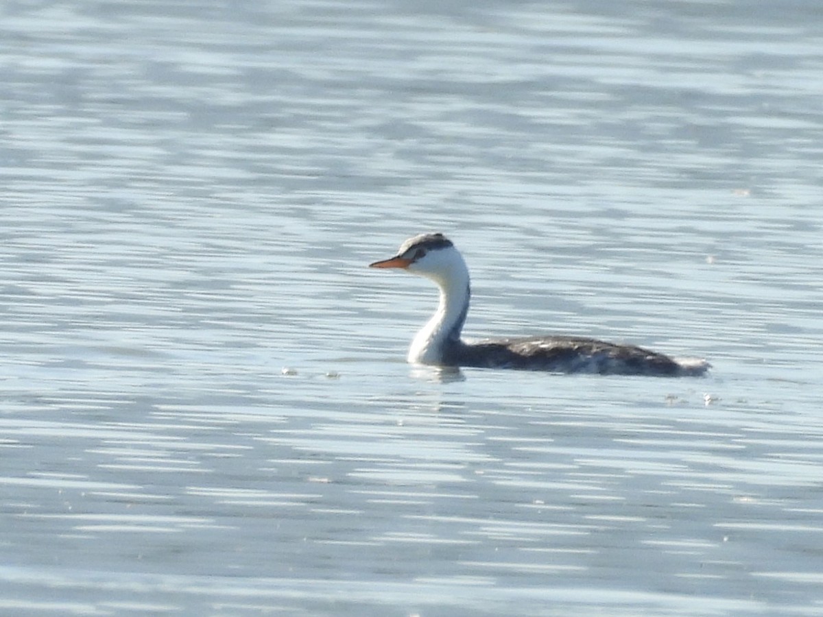 Clark's Grebe - ML624002528