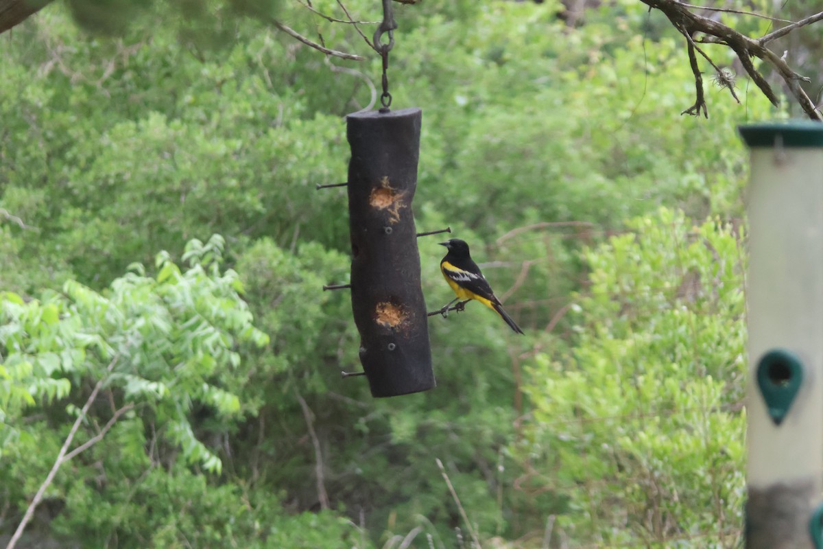 Scott's Oriole - Julia Nadeau Gneckow