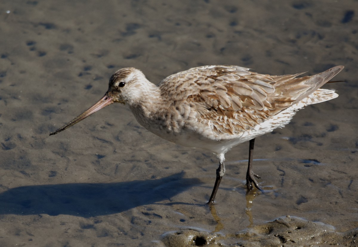 Bar-tailed Godwit - ML624002545