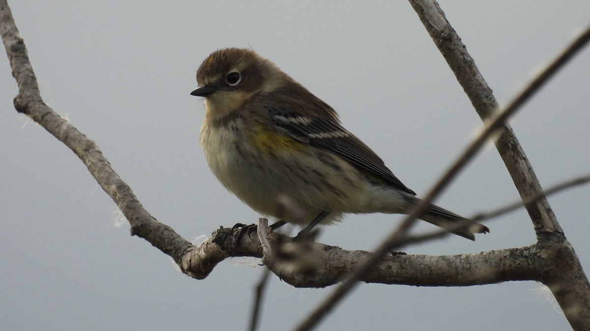 Yellow-rumped Warbler - ML624002561