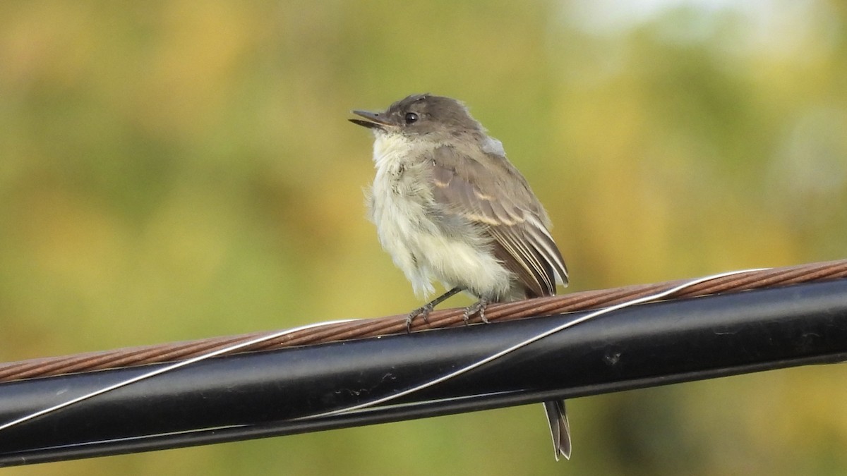 Eastern Phoebe - ML624002581