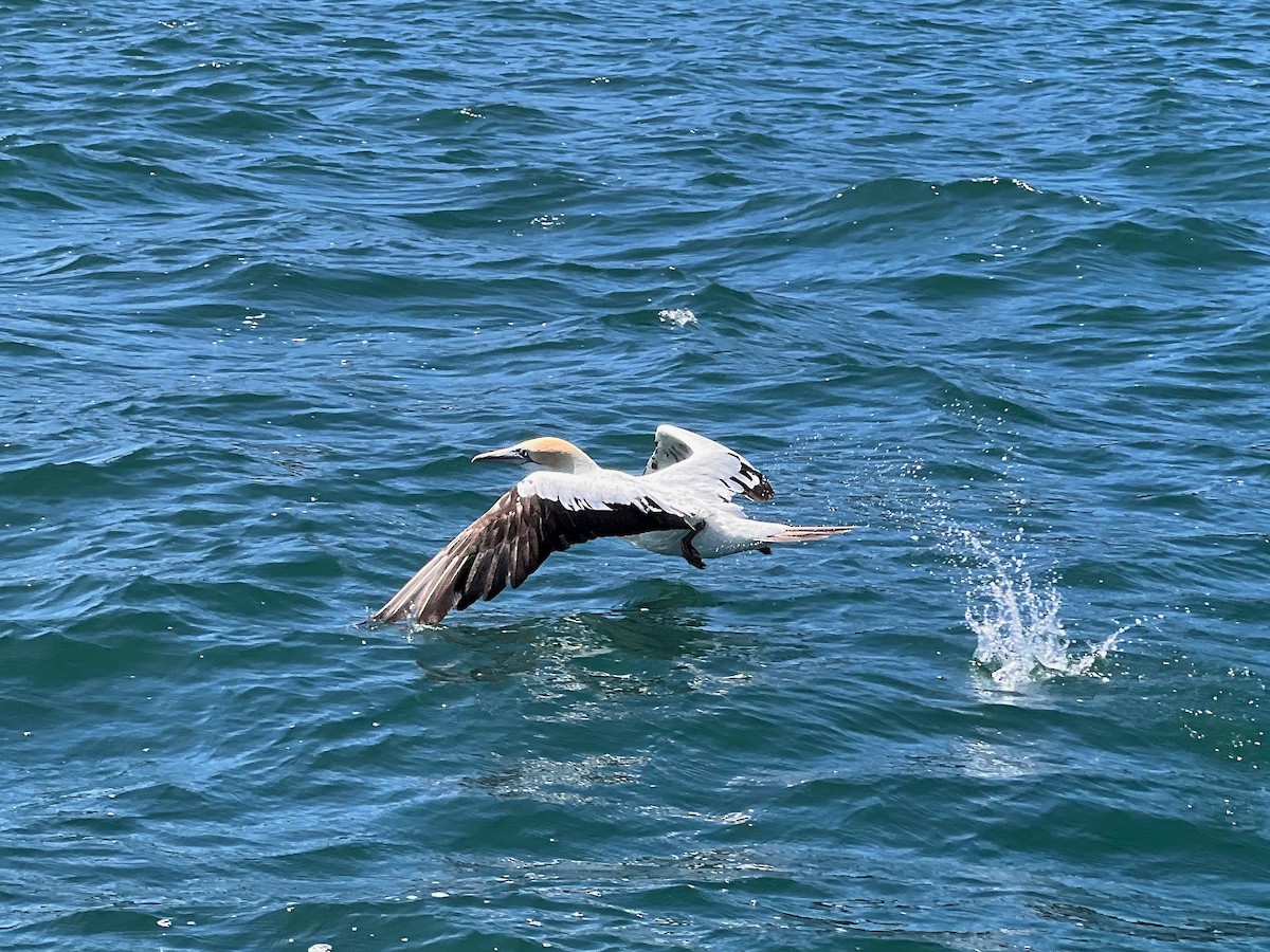 Australasian Gannet - ML624002593