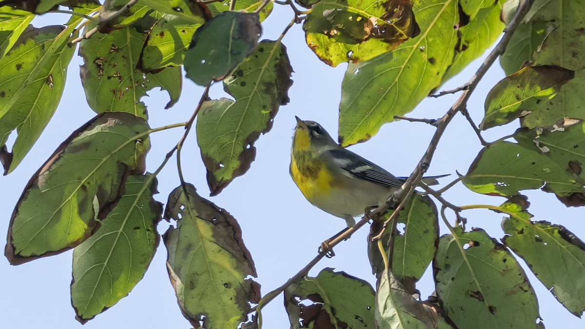 Northern Parula - ML624002608