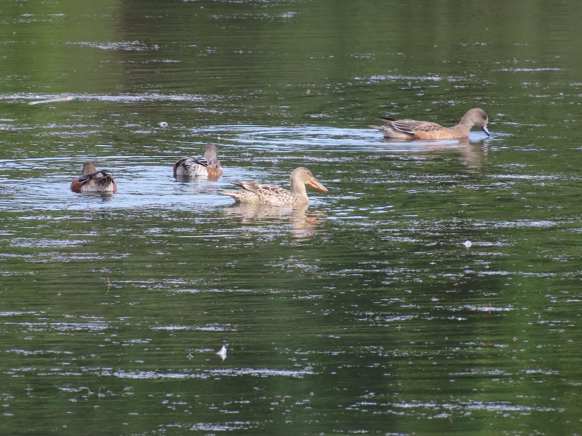 Northern Shoveler - ML624002619