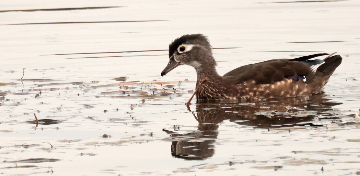 Wood Duck - ML624002662