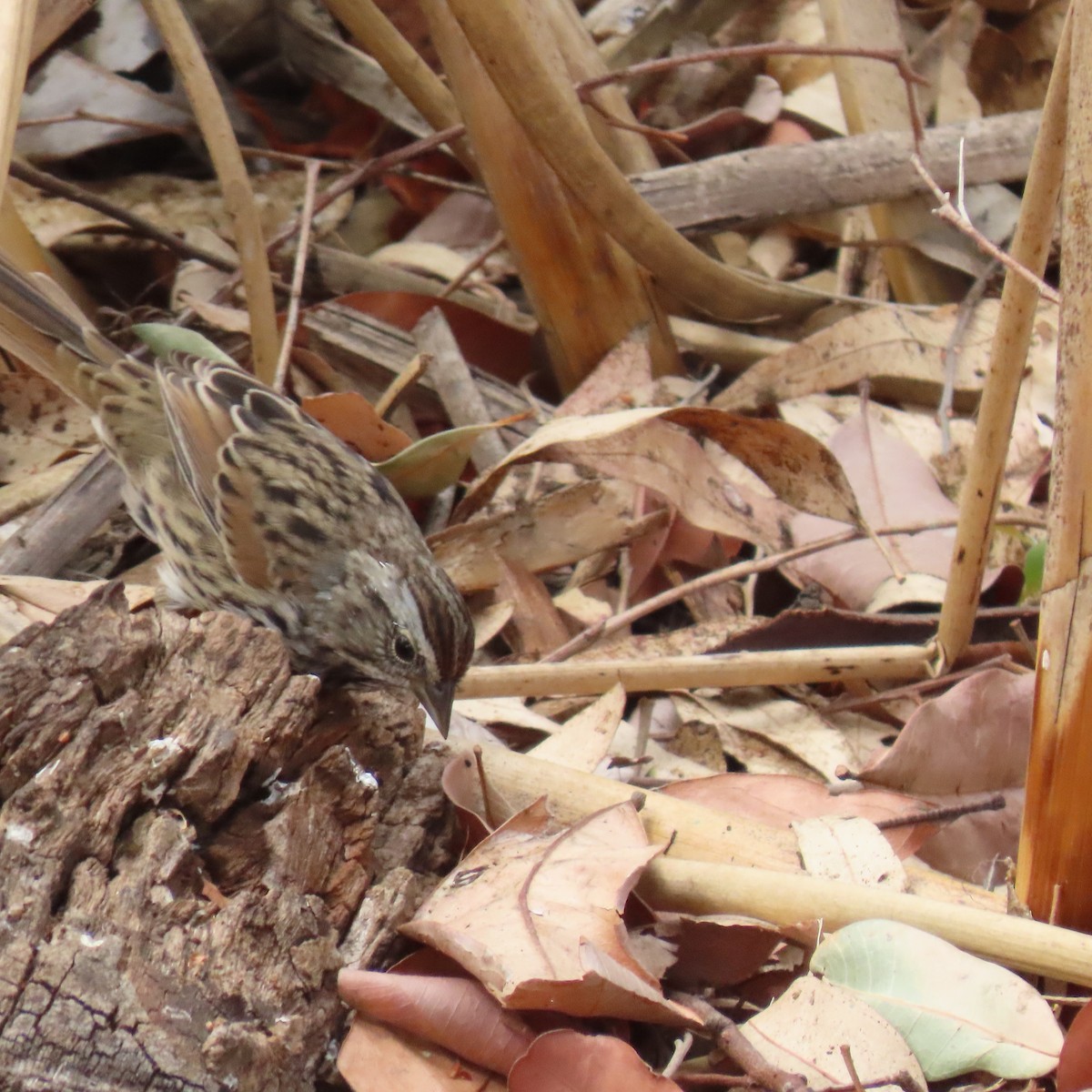 Song Sparrow - ML624002684