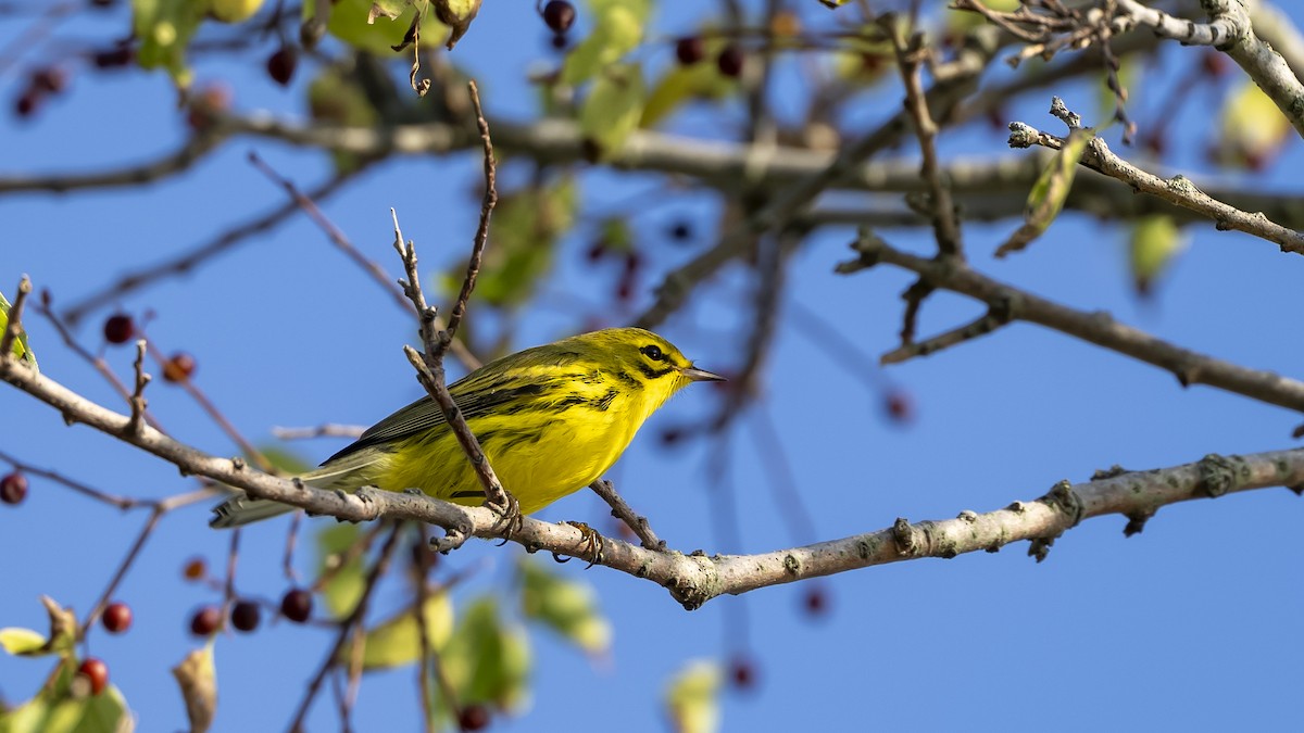 Prairie Warbler - ML624002688