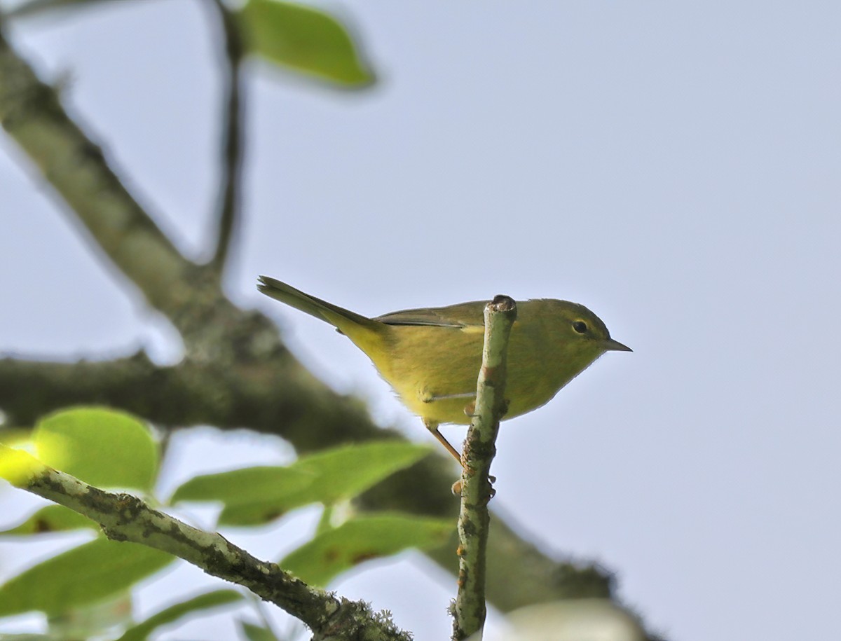 lesňáček hvězdičkový - ML624002707