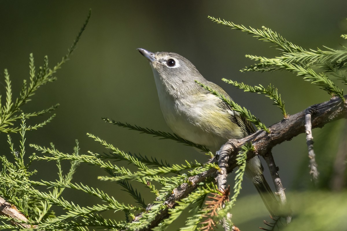 Cassin's Vireo - ML624002753