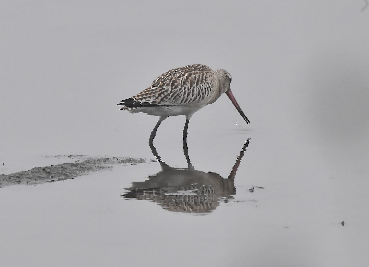 Bar-tailed Godwit - ML624002761