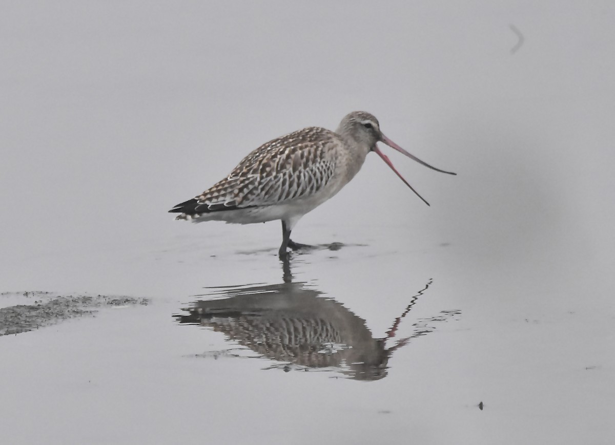 Bar-tailed Godwit - ML624002762