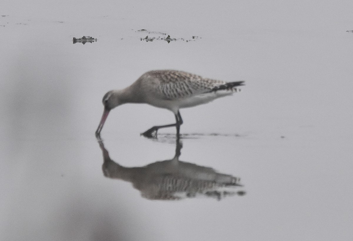 Bar-tailed Godwit - ML624002763