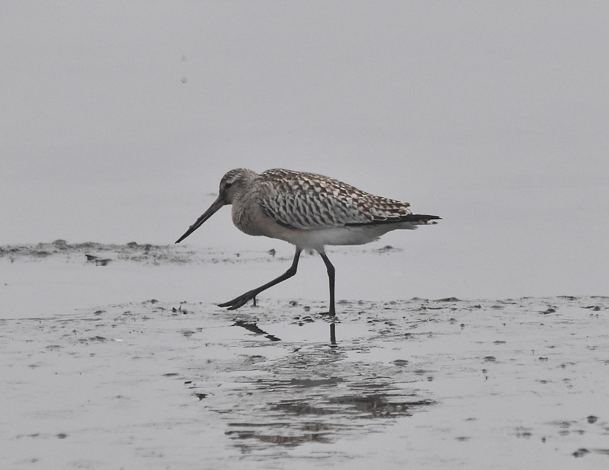 Bar-tailed Godwit - ML624002765