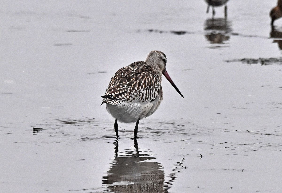 Bar-tailed Godwit - ML624002766