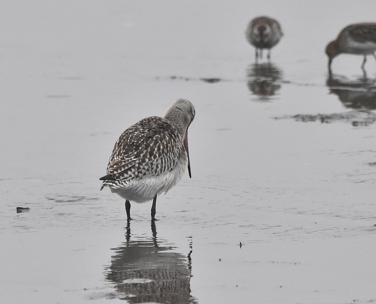 Bar-tailed Godwit - ML624002767