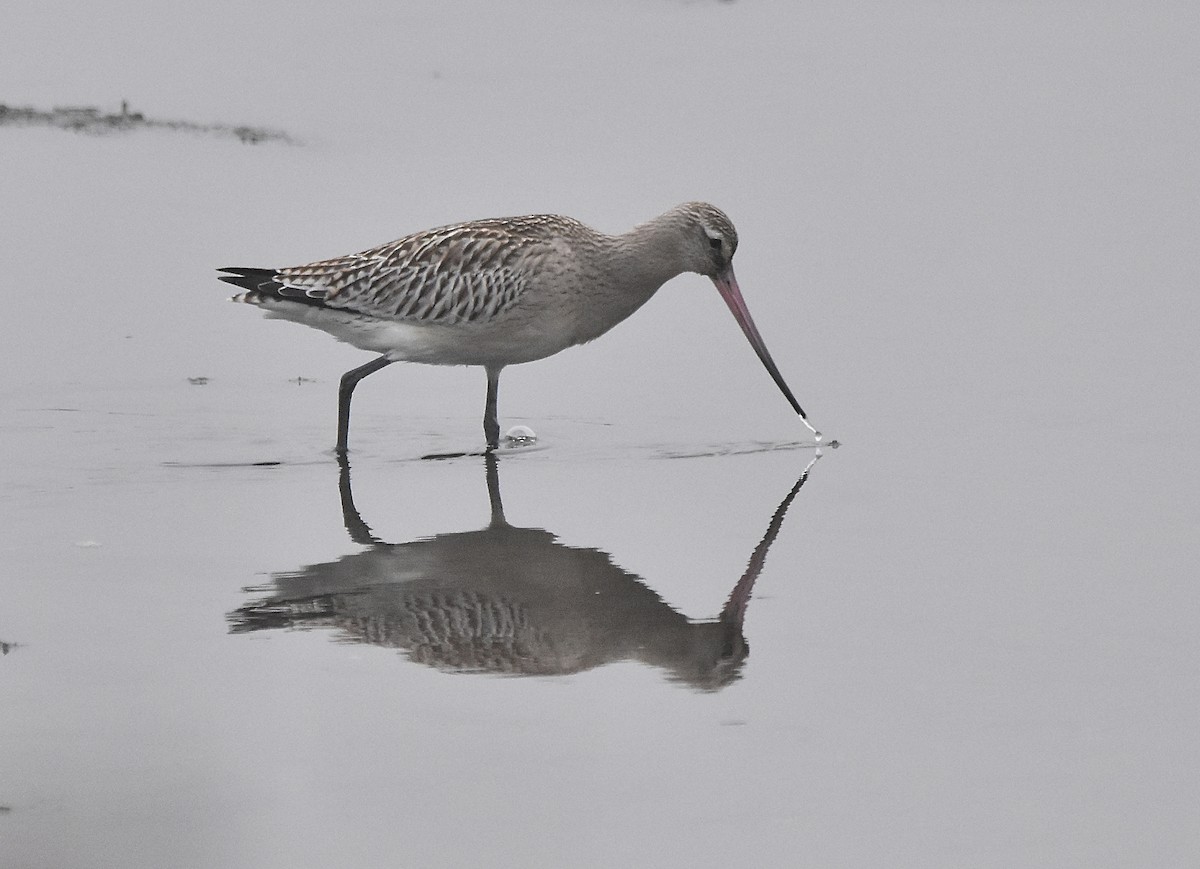 Bar-tailed Godwit - ML624002768