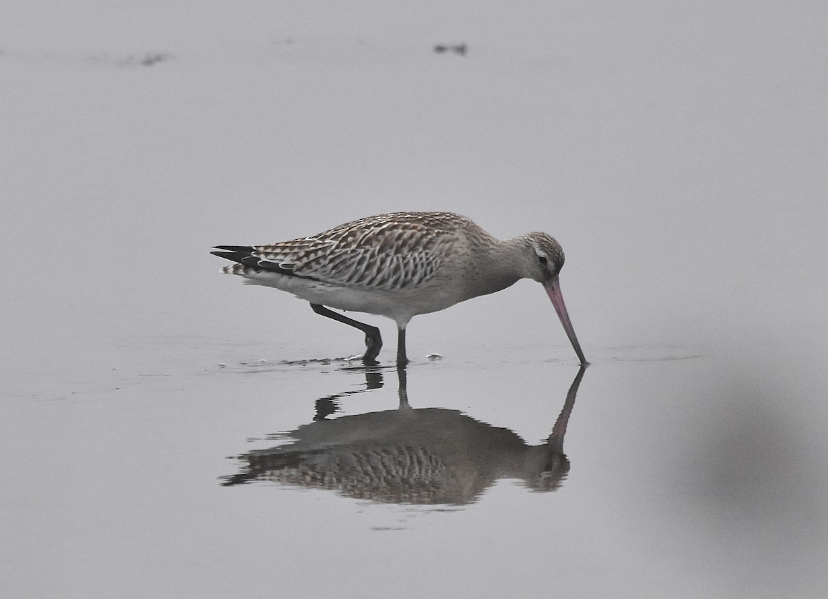 Bar-tailed Godwit - ML624002769