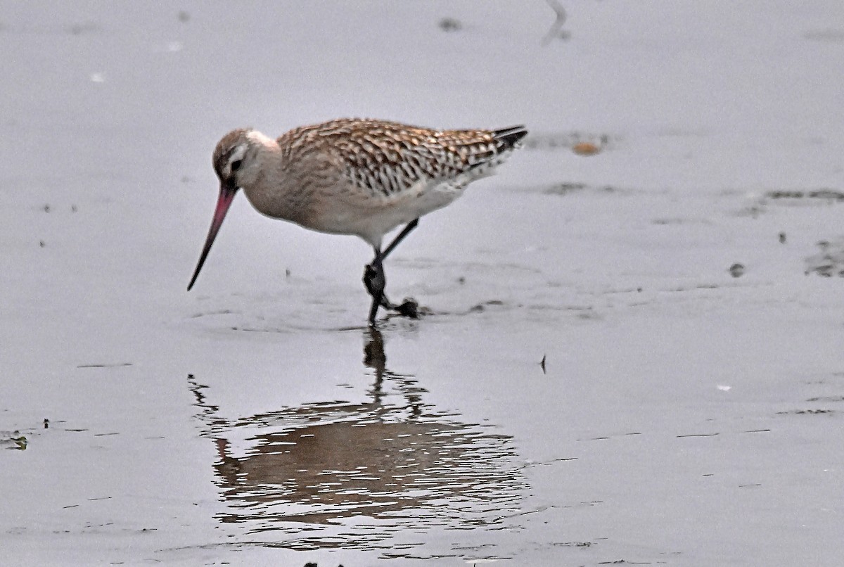 Bar-tailed Godwit - ML624002770