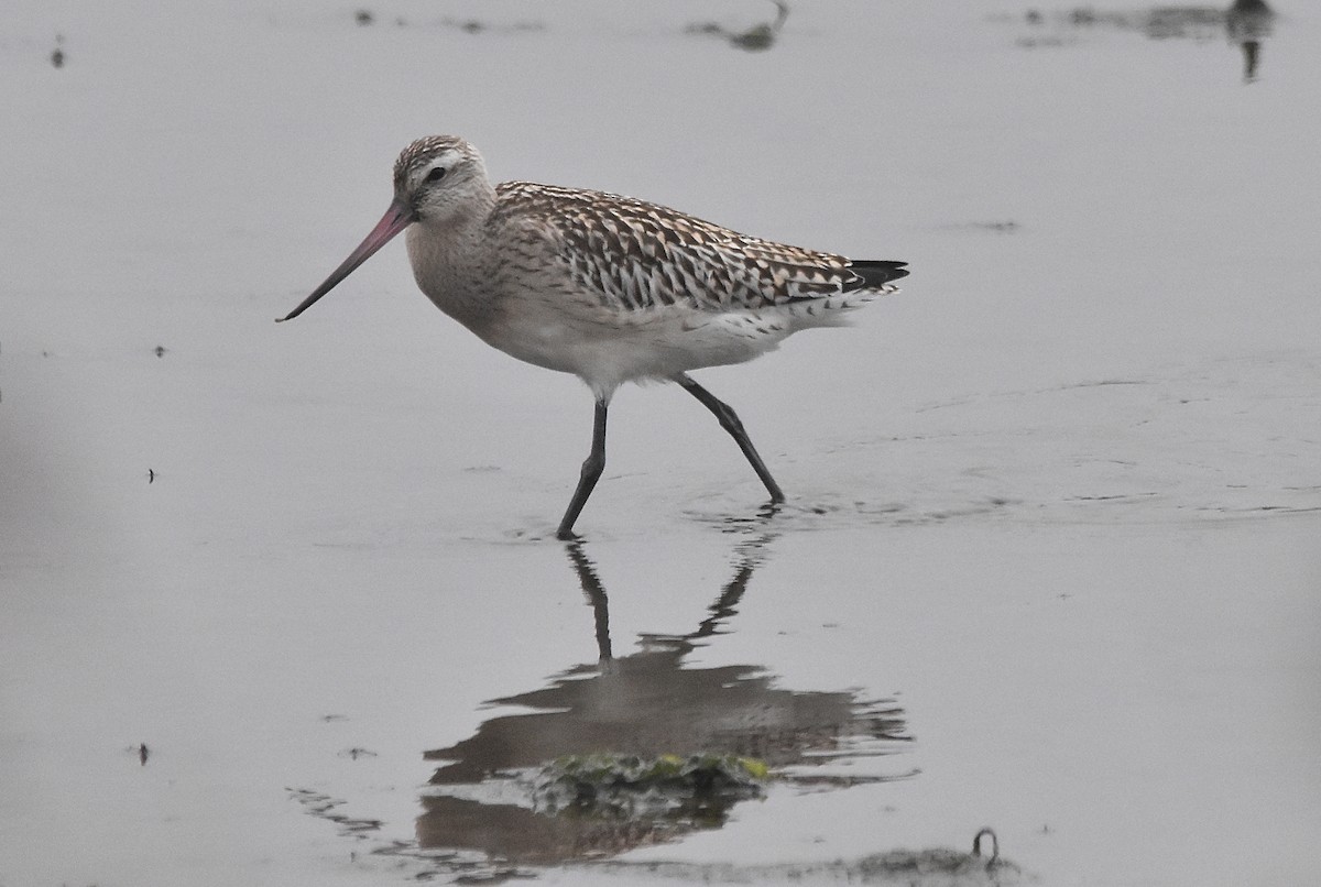 Bar-tailed Godwit - ML624002771