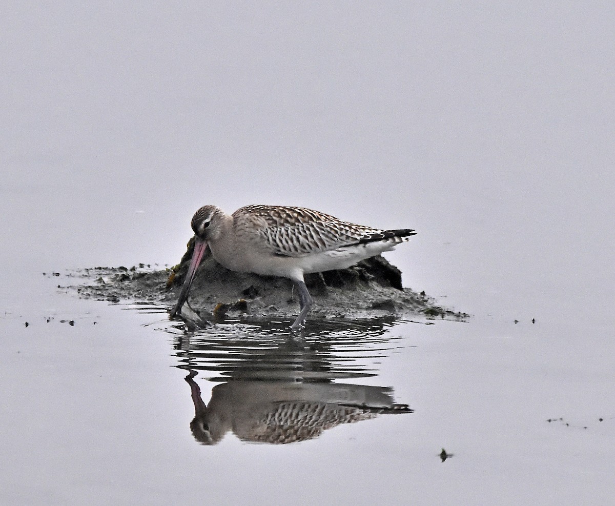 Bar-tailed Godwit - ML624002772