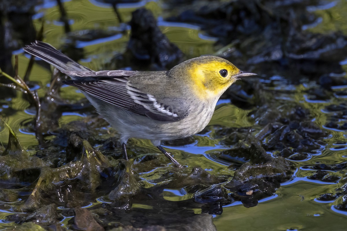 Hermit Warbler - ML624002773