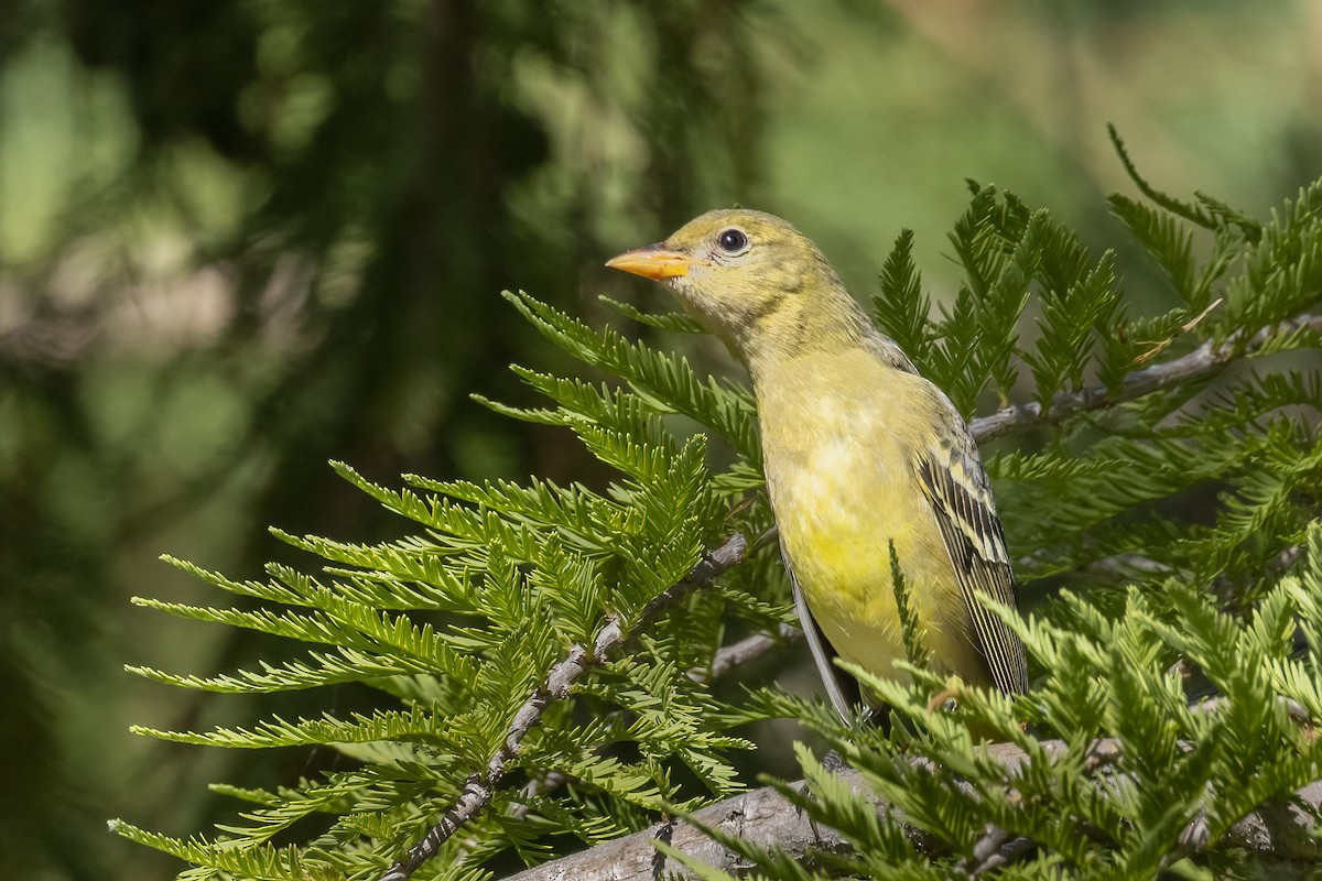 Western Tanager - ML624002777