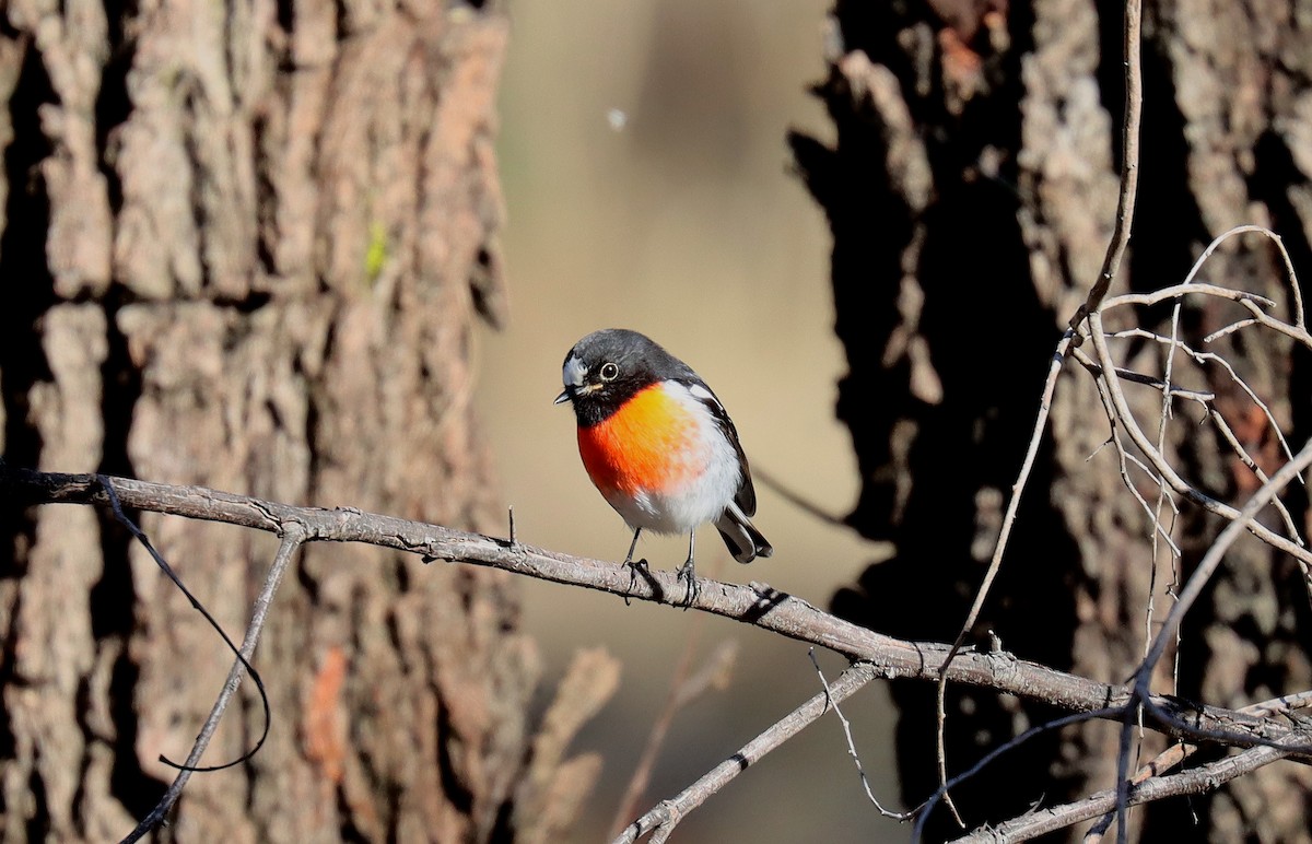 Scarlet Robin - ML624002781