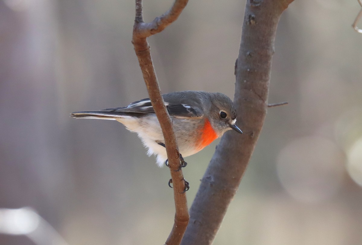 Scarlet Robin - ML624002782