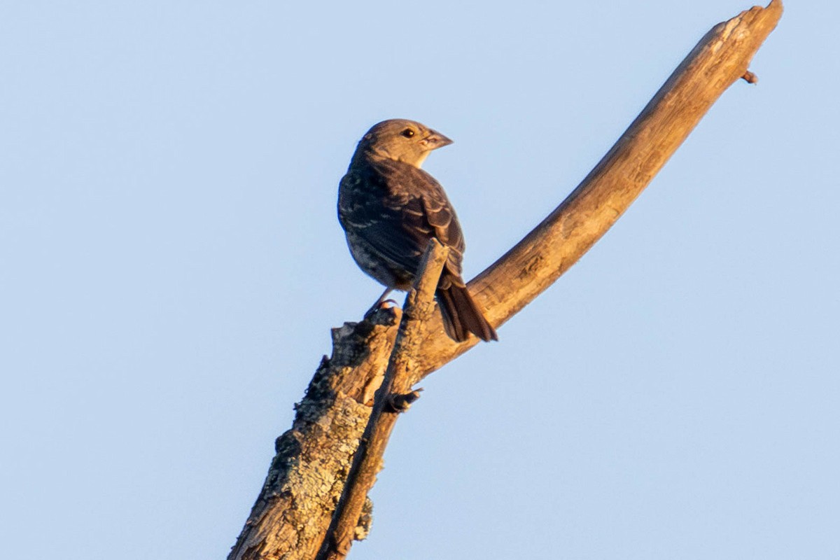 Brown-headed Cowbird - ML624002805