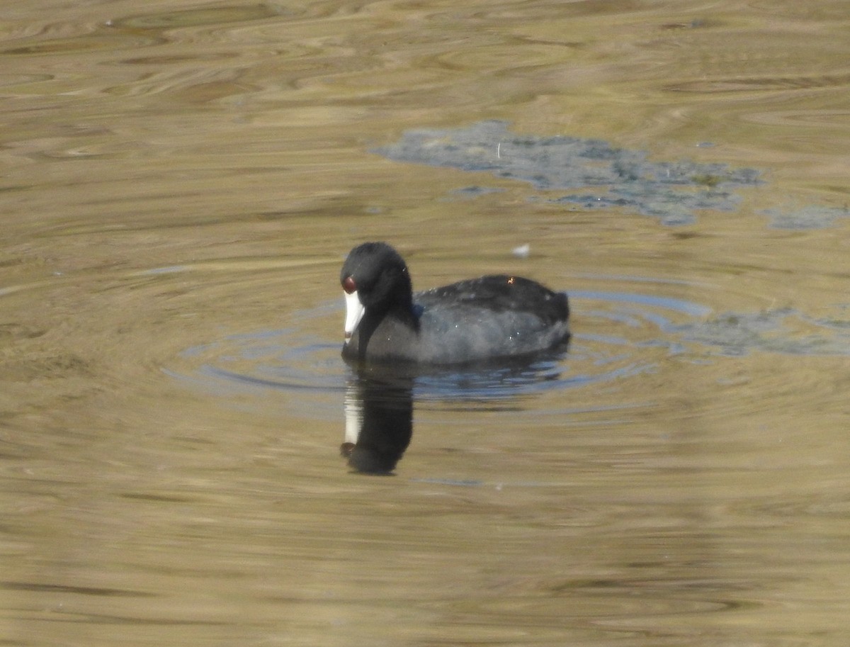 American Coot - ML624002826