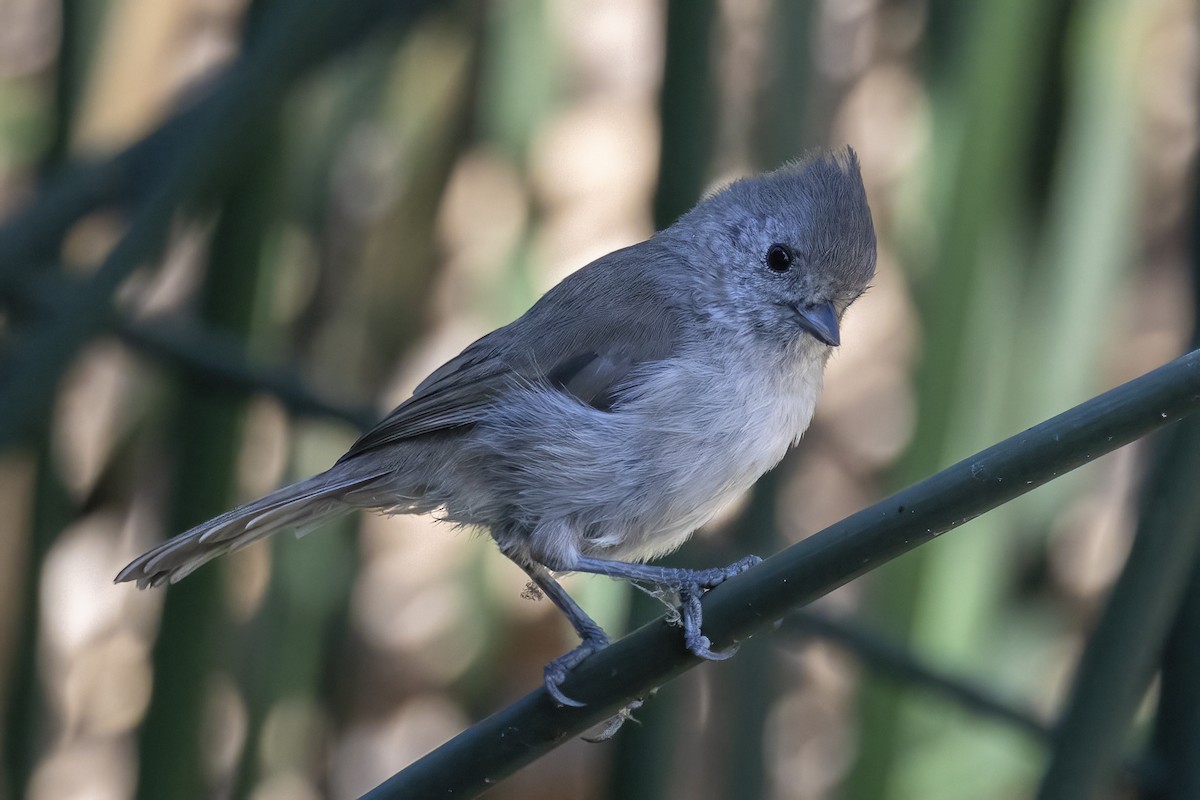 Oak Titmouse - ML624002831