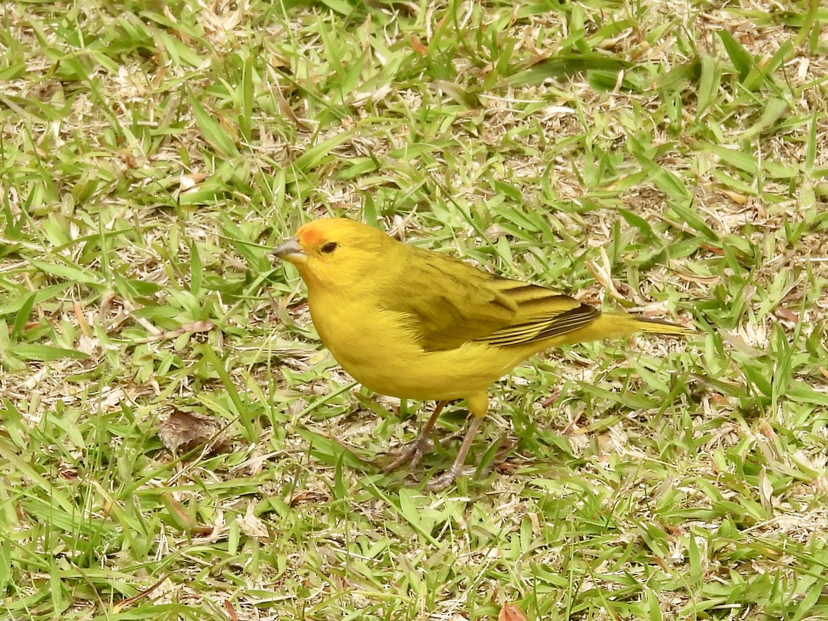 Saffron Finch - ML624002852