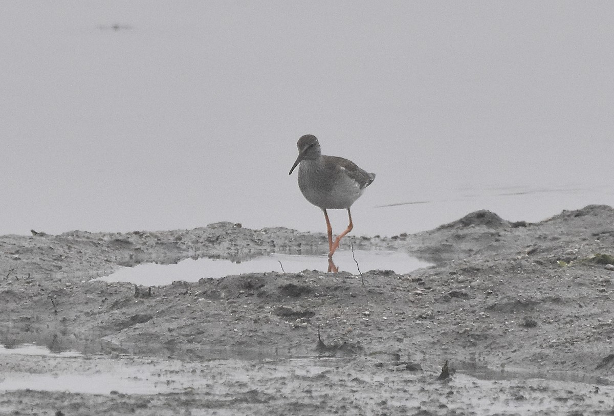 Common Redshank - ML624002860