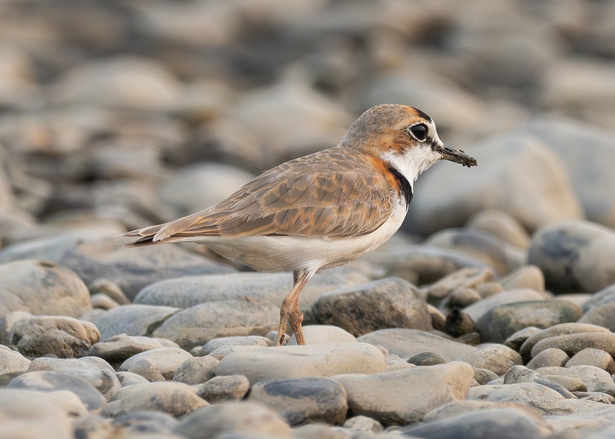 Collared Plover - ML624002861