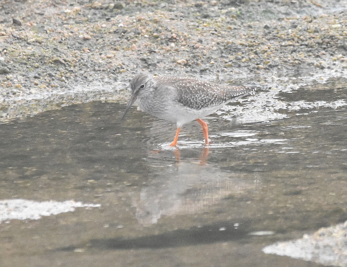 Common Redshank - ML624002863