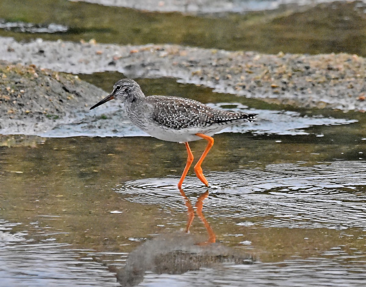 Common Redshank - ML624002866