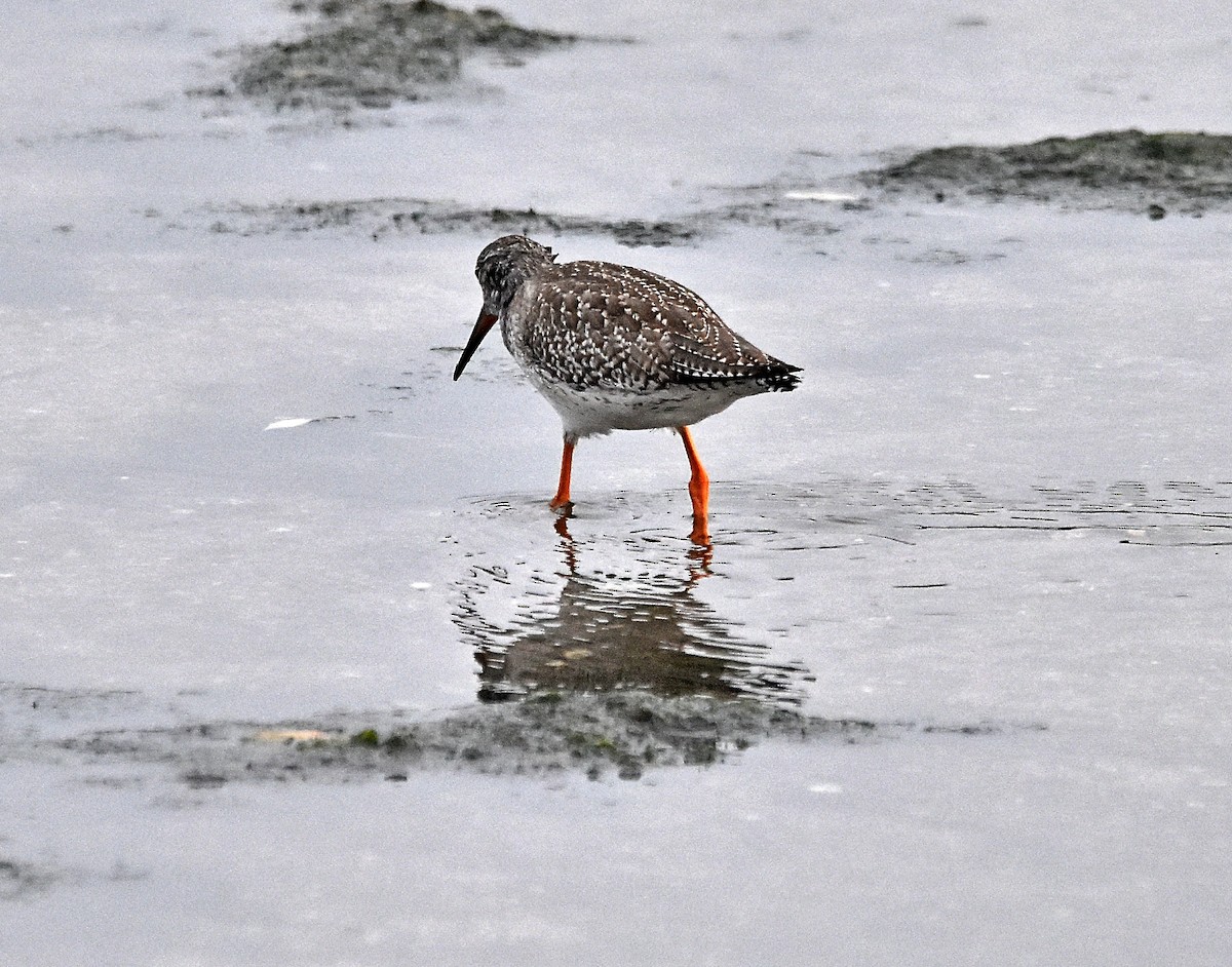 Common Redshank - ML624002868