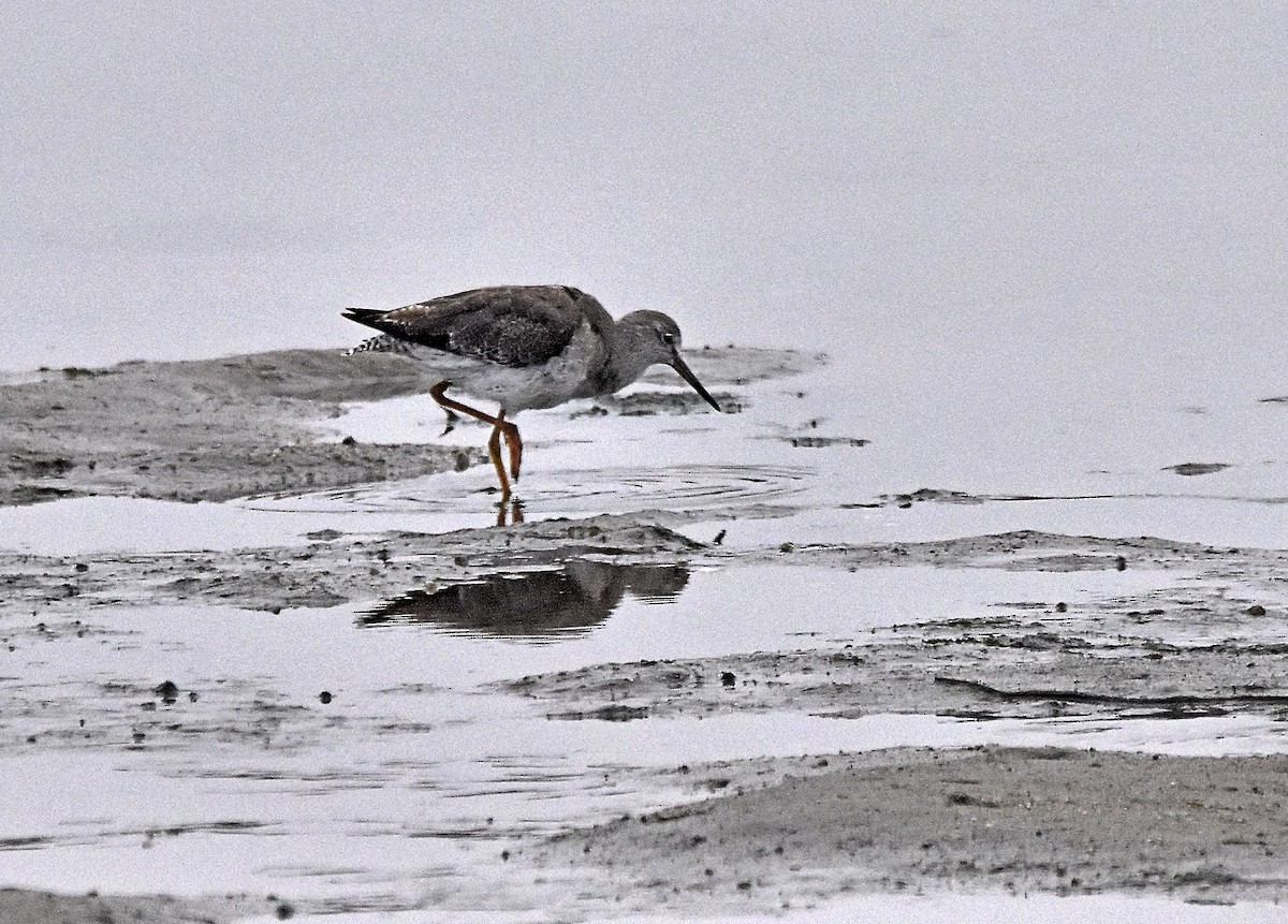 Common Redshank - ML624002869