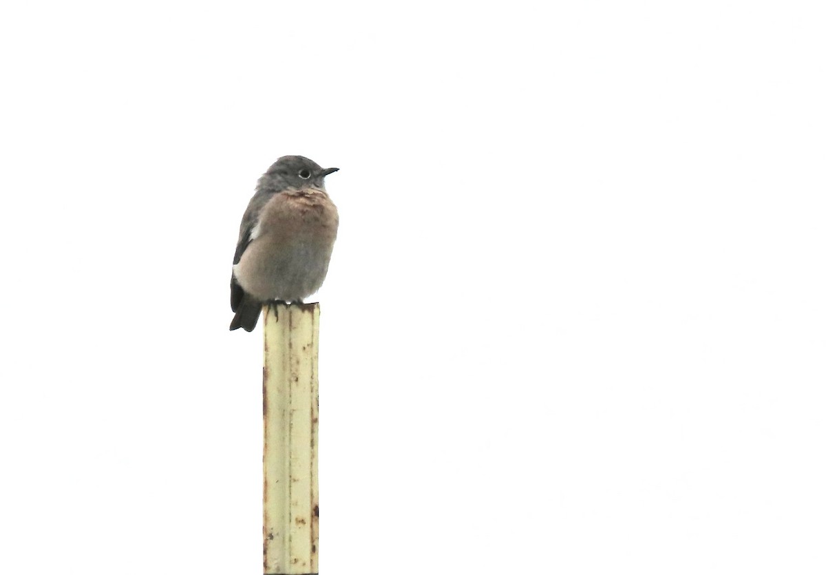 Western Bluebird - ML624002872