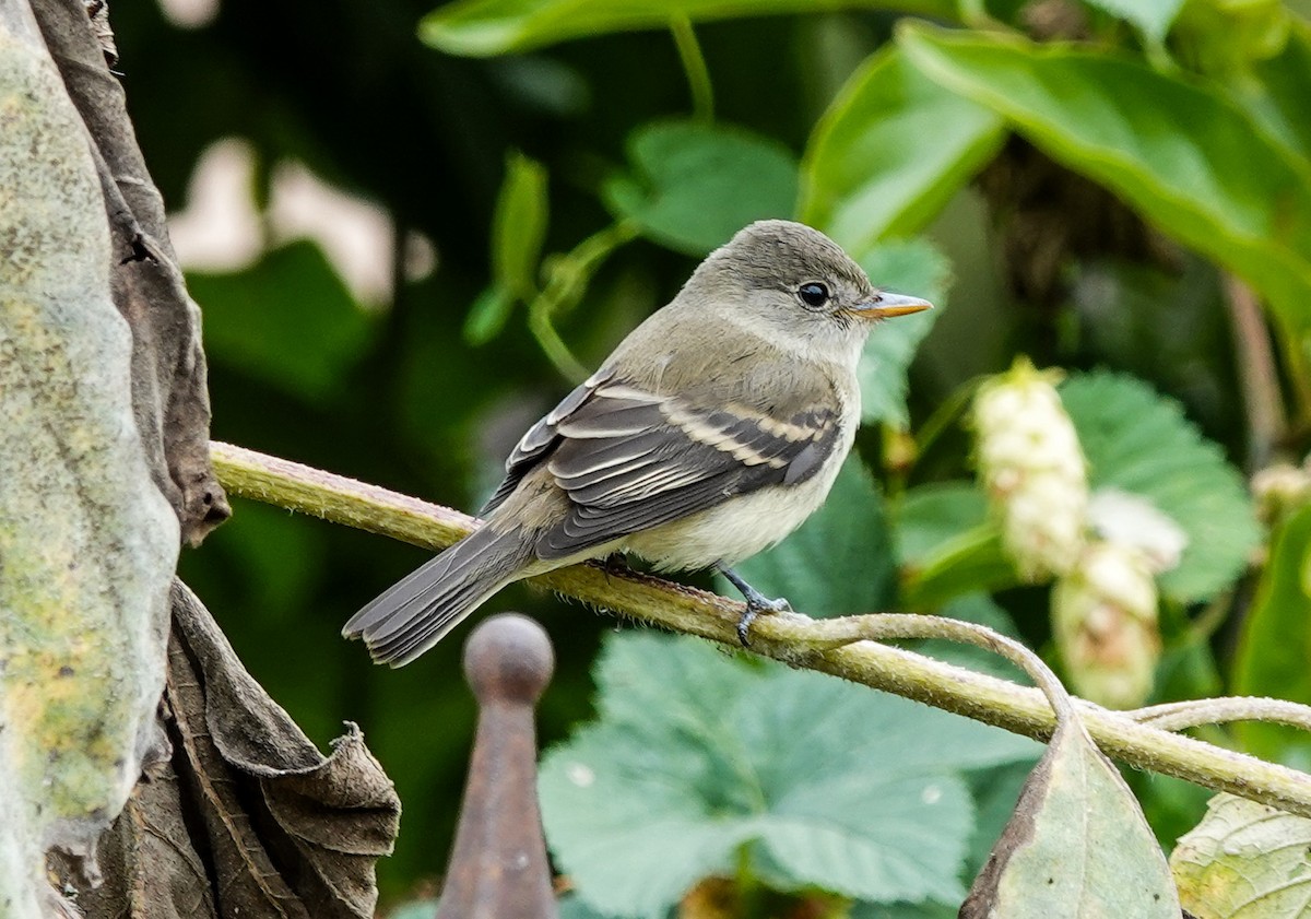 Willow Flycatcher - ML624002904