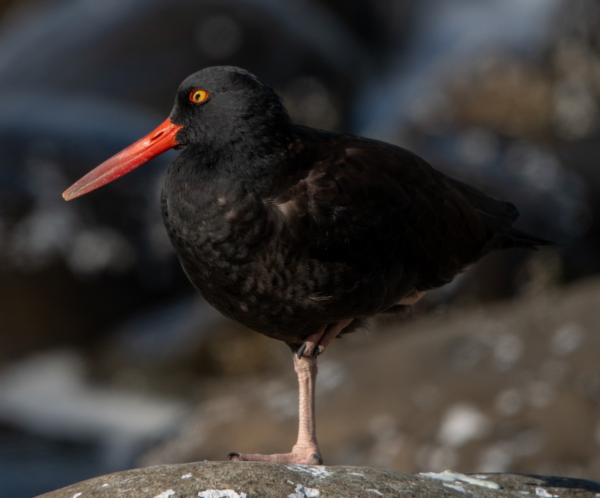 Black Oystercatcher - ML624002911