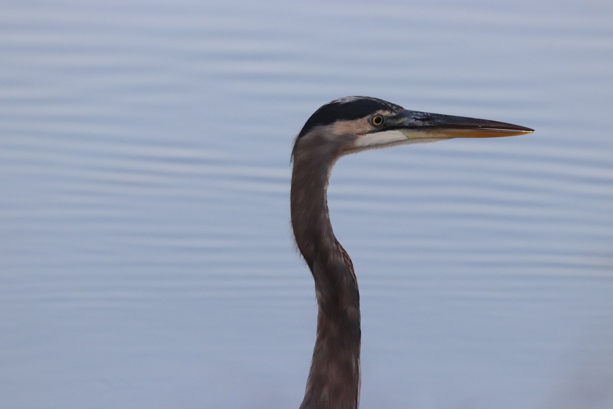 Great Blue Heron - ML624002926