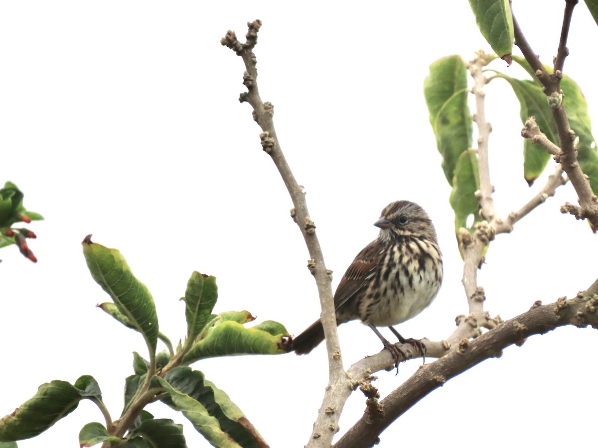 Song Sparrow - ML624002929