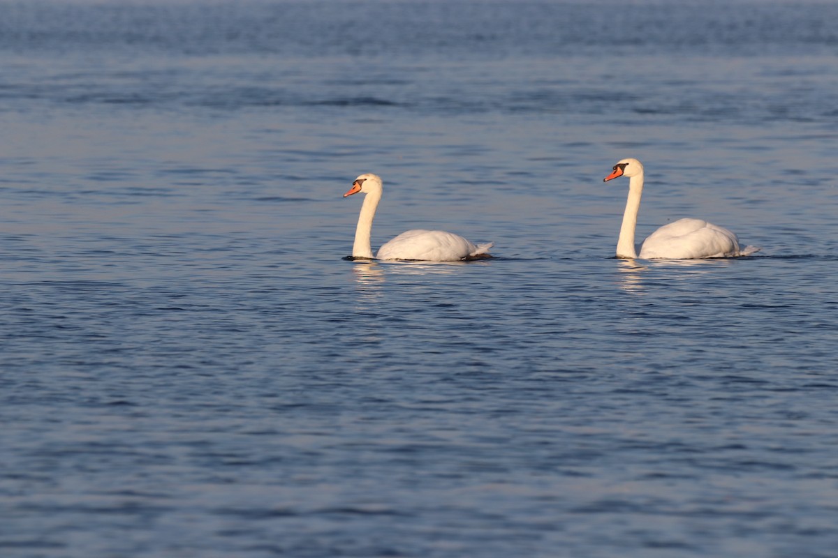 Mute Swan - Louise Venne